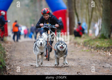 Trockengebieten Schlittenhunde Rennen während des internationalen Wettbewerbs Yantarnaya Shleika 2 in ein Frühlingswald Stockfoto