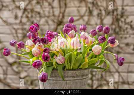 Lila und rosa Tulpen in einem Eimer Stockfoto