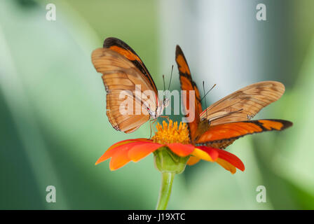 Drei Julia Schmetterlinge (Dryas Iulia) ernähren sich von Nektar aus einer orange farbigen Blume mit Flügeln teilweise öffnen in V-Form Stockfoto