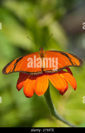 Julia Schmetterling (Dryas Iulia) ernähren sich von Nektar aus einer Orange gefärbte Blume mit Flügeln am horizontalen Stockfoto