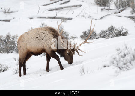 Elch / Wapiti (Cervus Canadensis), Stier im Winter, Schnee, scharren, auf der Suche nach Nahrung, Yellowstone NP, Wyoming, USA. Stockfoto