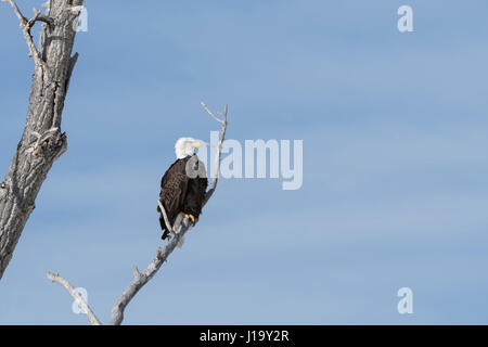 Weißkopf-Seeadler / Weisskopfseeadler (Haliaeetus Leucocephalus), thront in einem Pappel Baum gegen blauen Himmel, Yellowstone, Montana, USA. Stockfoto