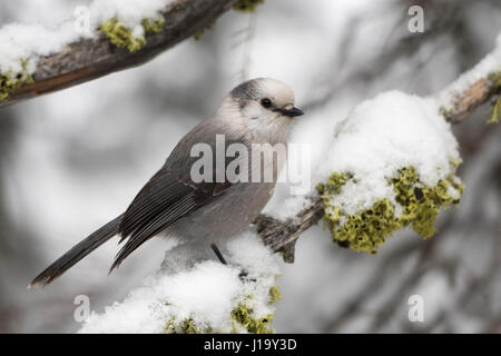 Graue Jay / Meisenhaeher (Perisoreus Canadensis) im Winter hocken auf dem Schnee bedeckt Branch, Yellowstone NP, Montana, USA. Stockfoto