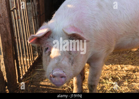 einzelne Schwein auf dem Lande aufgewachsen Stockfoto