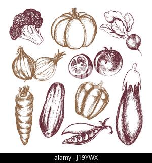 Gemüse - farbige handgezeichnete illustrative Zusammensetzung. Stock Vektor