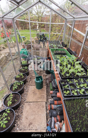 Ein Hobbygärtner Gewächshaus voller Jungpflanzen im Frühjahr, England, UK Stockfoto