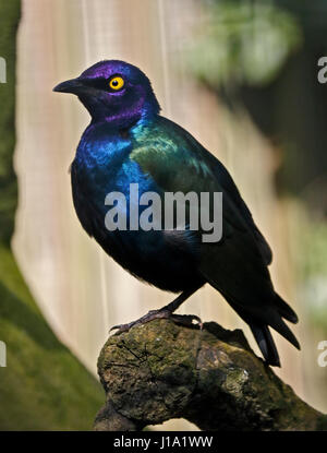 Lila glänzend Starling (Glanzstare Purpureus) Stockfoto