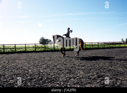 Frau Reitpferd. Stockfoto