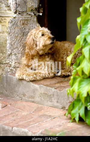Hundesitting in Tür. Stockfoto