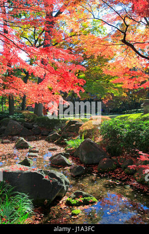 Otaguro Koen Park Herbstlaub Suginami Tokio Japan Stockfoto