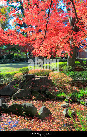 Otaguro Koen Park Herbstlaub Suginami Tokio Japan Stockfoto