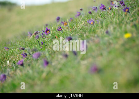 Küchenschelle Naturschutzgebiet, Gloucestershire Stockfoto