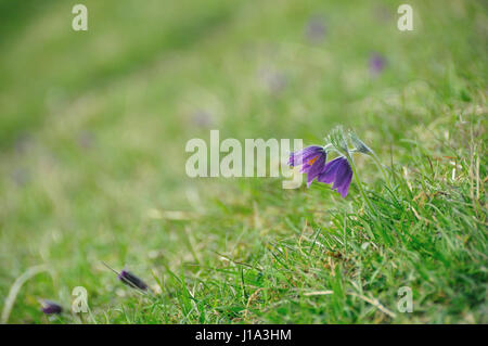 Küchenschelle Naturschutzgebiet, Gloucestershire Stockfoto