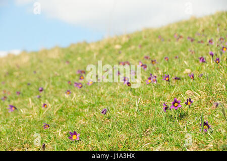 Küchenschelle Naturschutzgebiet, Gloucestershire Stockfoto