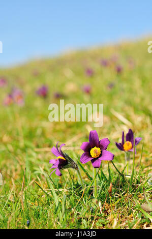 Küchenschelle Naturschutzgebiet, Gloucestershire Stockfoto