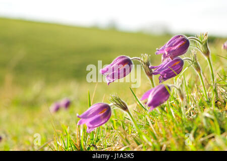 Küchenschelle Naturschutzgebiet, Gloucestershire Stockfoto