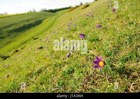 Küchenschelle Naturschutzgebiet, Gloucestershire Stockfoto