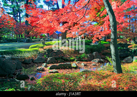 Otaguro Koen Park Herbstlaub Suginami Tokio Japan Stockfoto