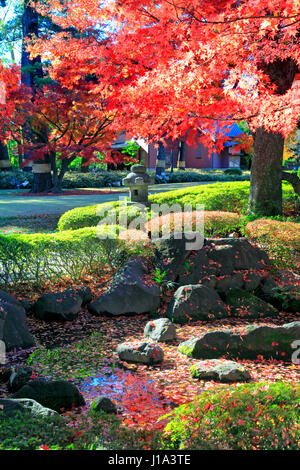 Otaguro Koen Park Herbstlaub Suginami Tokio Japan Stockfoto