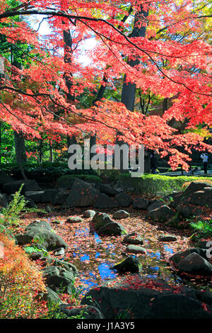 Otaguro Koen Park Herbstlaub Suginami Tokio Japan Stockfoto