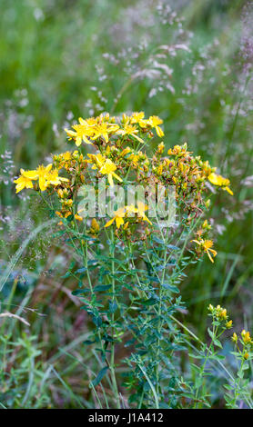 Gemeinsamen Saint Johns Johanniskraut (Hypericum Perforatum) Stockfoto