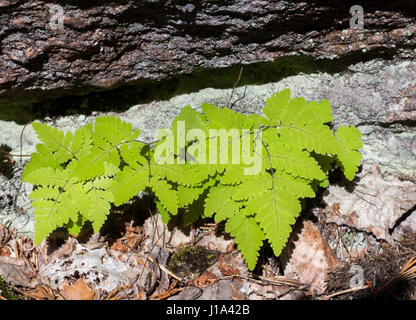 Eiche Farn Blätter (Dryopteris Linnaeana) Stockfoto