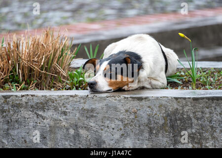 Einsam und traurig Obdachlosen Hund auf der Straße liegen. Stockfoto