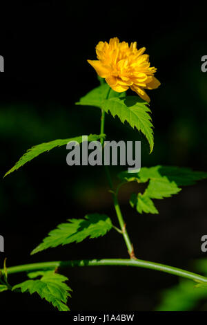 Kerria Japonica Plenflora oder Jude Mantel. Ein mittelgroßer Strauch mit leuchtend orangen Blüten im Frühjahr. Dies ist eine Nahaufnahme von einer einzigen Blüte Stockfoto