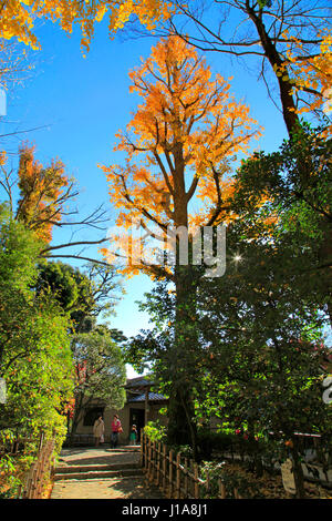 Otaguro Koen Park Herbstlaub Suginami Tokio Japan Stockfoto