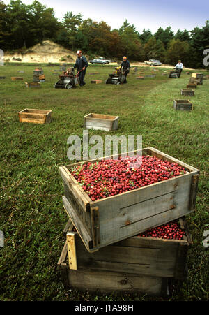 Ernte Cranberries in Carver, trocknen Massachusetts--Ernte Stockfoto