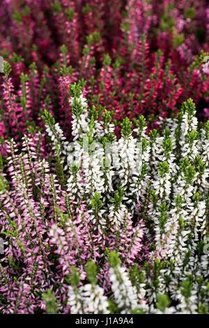 Erica. Heidekraut blüht im Herbst. Stockfoto