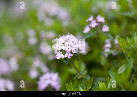 Jekka Rosa Teppich-Thymian. Stockfoto