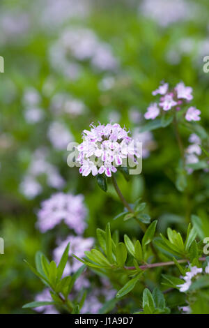 Jekka Rosa Teppich-Thymian. Stockfoto