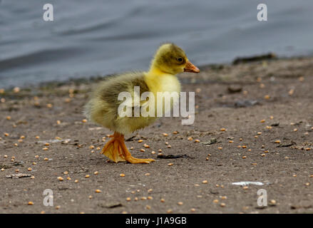 Hybrid-Graugans-Küken Stockfoto