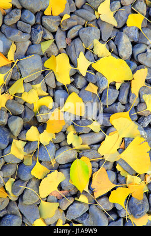 Gefallenen Ginkgo Blätter Herbst Farbe bei Otaguro Koen Park Suginami Tokio Japan Stockfoto