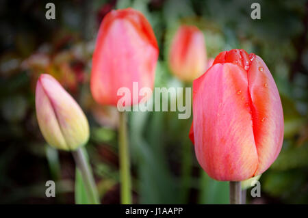 Nahaufnahme einer Gruppe von rosa und roten Tulpen in einem Garten nach Regen mit Regentropfen auf Stockfoto