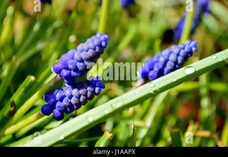 Blaue Traubenhyazinthen (Muscari) Pflanzen in einem Garten Stockfoto