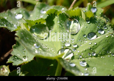 Nahaufnahme von Wassertropfen auf einer grünen verlassen in einem Garten Stockfoto