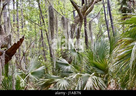 Spanischem Moos (Tillandsia Usneoides) hängen von der schönen Eiche (Quercus) Stockfoto