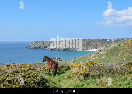 Treen, Cornwall, UK. 19. April 2017. Großbritannien Wetter. Dartmoor-Ponys in der Morgensonne an der Küste in der Nähe von Treen.  Die Ponys haben auf das Land, die invasive Peeling und Ginster nach unten halten und sicherlich scheinen an diesem Morgen stopfte. Bildnachweis: Cwallpix/Alamy Live-Nachrichten Stockfoto