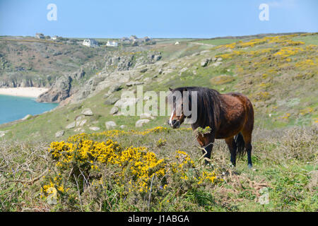 Treen, Cornwall, UK. 19. April 2017. Großbritannien Wetter. Dartmoor-Ponys in der Morgensonne an der Küste in der Nähe von Treen.  Die Ponys haben auf das Land, die invasive Peeling und Ginster nach unten halten und sicherlich scheinen an diesem Morgen stopfte. Bildnachweis: Cwallpix/Alamy Live-Nachrichten Stockfoto