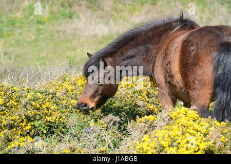 Treen, Cornwall, UK. 19. April 2017. Großbritannien Wetter. Dartmoor-Ponys in der Morgensonne an der Küste in der Nähe von Treen.  Die Ponys haben auf das Land, die invasive Peeling und Ginster nach unten halten und sicherlich scheinen an diesem Morgen stopfte. Bildnachweis: Cwallpix/Alamy Live-Nachrichten Stockfoto