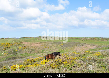 Treen, Cornwall, UK. 19. April 2017. Großbritannien Wetter. Dartmoor-Ponys in der Morgensonne an der Küste in der Nähe von Treen.  Die Ponys haben auf das Land, die invasive Peeling und Ginster nach unten halten und sicherlich scheinen an diesem Morgen stopfte. Bildnachweis: Cwallpix/Alamy Live-Nachrichten Stockfoto