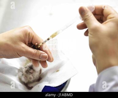 (170419) - CHENGDU, 19. April 2017 (Xinhua)--ein Bediensteter speist ein Baby crested-Ibis in einem Zucht-Zentrum der Sichuan Provinz natürlichen Ressourcen Akademie in Emeishan, Südwesten der chinesischen Provinz Sichuan, 19. April 2017. Zwei crested-Ibis Küken wurden in eine künstliche Zucht-Zentrum für die vom Aussterben bedrohten Arten in Sichuan am Dienstag und Mittwoch, geschlüpft Kommunen sagte. Die zwei crested-Ibis Küken bzw. 55,3 g und 51,7 g gewogen und waren bei guter Gesundheit, nach der Werbung-Abteilung der Stadt Emeishan, Sichuan. In den vergangenen drei Jahrzehnten, die populatio Stockfoto