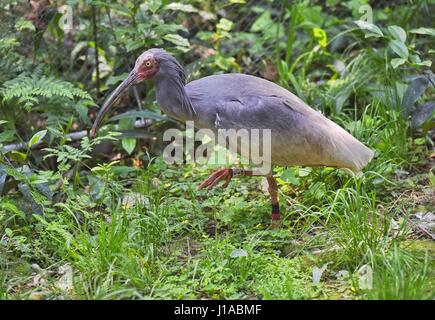 (170419) - CHENGDU, 19. April 2017 (Xinhua)--ein crested-Ibis ist in einem Zucht-Zentrum der Sichuan Provinz natürlichen Ressourcen Akademie in Emeishan, Südwesten der chinesischen Provinz Sichuan, 19. April 2017 gesehen. Zwei crested-Ibis Küken wurden in eine künstliche Zucht-Zentrum für die vom Aussterben bedrohten Arten in Sichuan am Dienstag und Mittwoch, geschlüpft Kommunen sagte. Die zwei crested-Ibis Küken bzw. 55,3 g und 51,7 g gewogen und waren bei guter Gesundheit, nach der Werbung-Abteilung der Stadt Emeishan, Sichuan. In den vergangenen drei Jahrzehnten, die Bevölkerung von crested-ibis Stockfoto