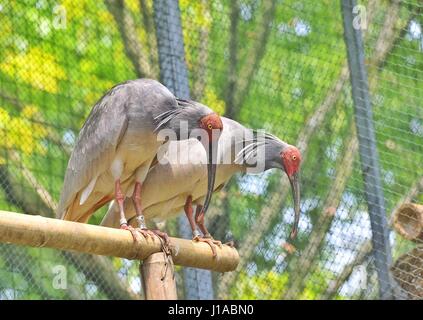 (170419) - CHENGDU, 19. April 2017 (Xinhua)--Crested Ibisse sind in einem Zucht-Zentrum der Sichuan Provinz natürlichen Ressourcen Akademie in Emeishan, Südwesten der chinesischen Provinz Sichuan, 19. April 2017 gesehen. Zwei crested-Ibis Küken wurden in eine künstliche Zucht-Zentrum für die vom Aussterben bedrohten Arten in Sichuan am Dienstag und Mittwoch, geschlüpft Kommunen sagte. Die zwei crested-Ibis Küken bzw. 55,3 g und 51,7 g gewogen und waren bei guter Gesundheit, nach der Werbung-Abteilung der Stadt Emeishan, Sichuan. In den vergangenen drei Jahrzehnten, die Bevölkerung von crested-ibis Stockfoto