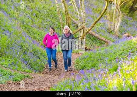 Marshwood, Dorset, UK.  19. April 2017.  Großbritannien Wetter.  Zwei Wanderer genießen die blühenden Glockenblumen in der Eisenzeit Wallburg Coney Burg in der Nähe von Marshwood in Dorset.  Bildnachweis: Graham Hunt/Alamy Live-Nachrichten Stockfoto