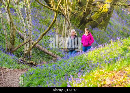 Marshwood, Dorset, UK.  19. April 2017.  Großbritannien Wetter.  Zwei Wanderer genießen die blühenden Glockenblumen in der Eisenzeit Wallburg Coney Burg in der Nähe von Marshwood in Dorset.  Bildnachweis: Graham Hunt/Alamy Live-Nachrichten Stockfoto