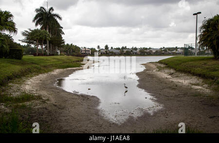 Wellington, Florida, USA. 19. April 2017. Ein Reiher watet in einem See verwendet, um die Landschaft auf Wellingtons Edge Gemeinschaft in Wellington, Florida am 19. April 2017 Wasser. Trockenheit in Palm Beach County in diesem Jahr haben der Seepegel mehrere Fuß gesenkt. Während der Dürre im Jahr 2011 als Verwaltungsgesellschaft Bohren von Brunnen um den See, zu ergänzen, jedoch keine Aktion ausgeführt wurde. Bildnachweis: Allen Eyestone/The Palm Beach Post/ZUMA Draht/Alamy Live-Nachrichten Stockfoto