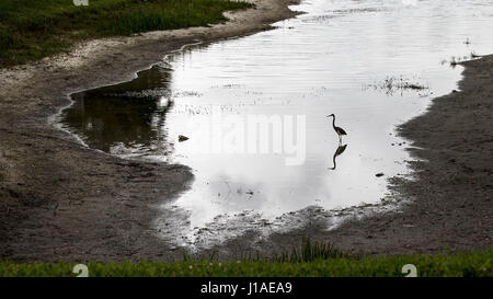 Wellington, Florida, USA. 19. April 2017. Ein Reiher watet in einem See verwendet, um die Landschaft auf Wellingtons Edge Gemeinschaft in Wellington, Florida am 19. April 2017 Wasser. Trockenheit in Palm Beach County in diesem Jahr haben der Seepegel mehrere Fuß gesenkt. Während der Dürre im Jahr 2011 als Verwaltungsgesellschaft Bohren von Brunnen um den See, zu ergänzen, jedoch keine Aktion ausgeführt wurde. Bildnachweis: Allen Eyestone/The Palm Beach Post/ZUMA Draht/Alamy Live-Nachrichten Stockfoto